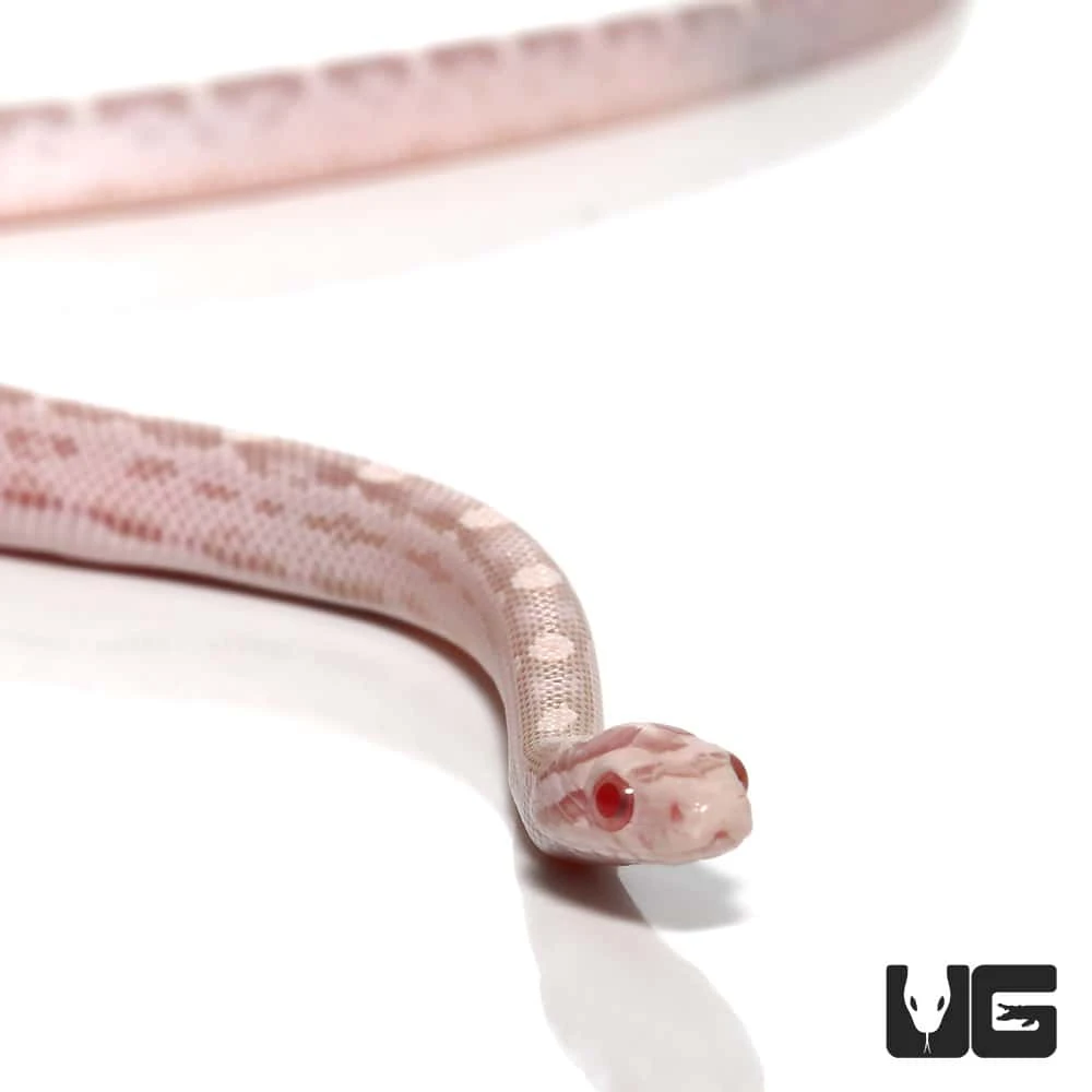 Baby Salmon Snow Het Palmetto Cornsnake - Image 2