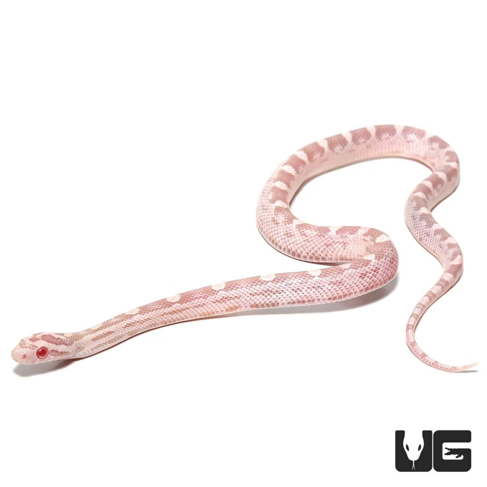 Baby Salmon Snow Het Palmetto Cornsnake - Image 3