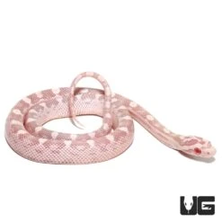 Baby Salmon Snow Het Palmetto Cornsnake