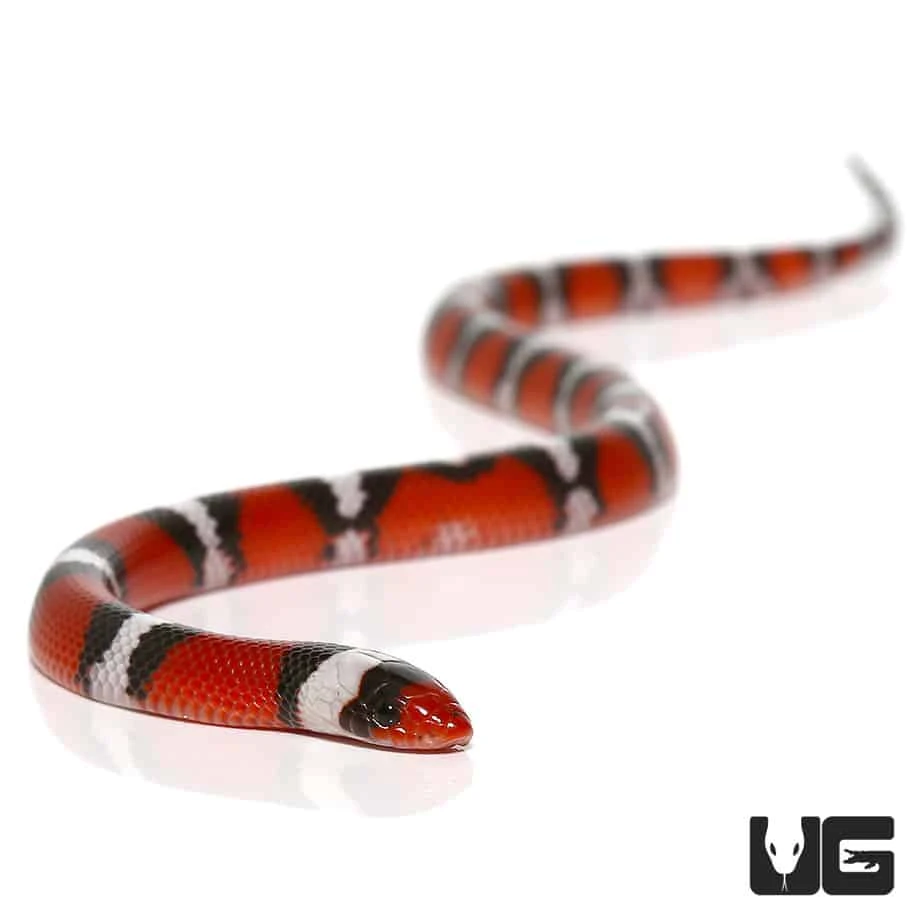 Juvenile Scarlet Snake