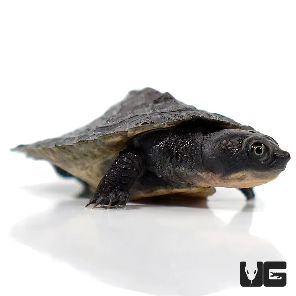 Baby Schultze’s Snapping Turtle