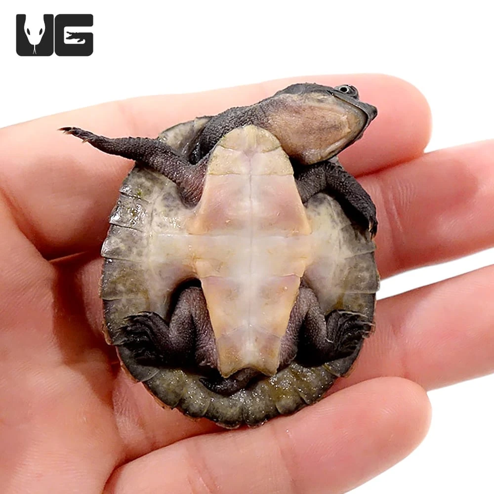 Baby Schultze’s Snapping Turtle - Image 3