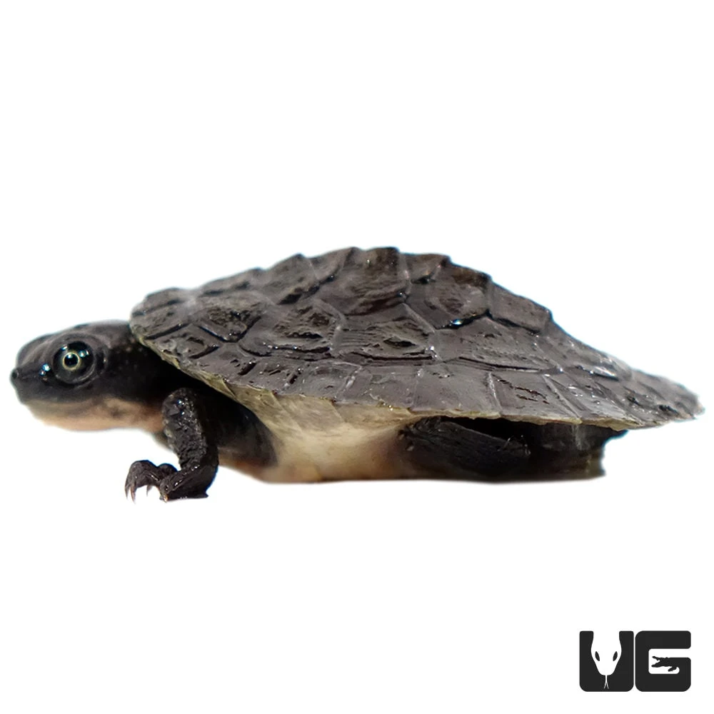 Baby Schultze’s Snapping Turtle - Image 4