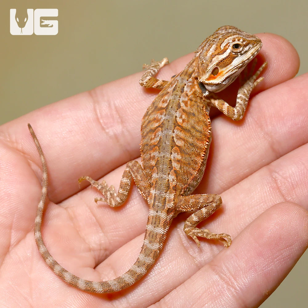 Baby Sienna Bearded Dragon - Image 2