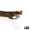 Baby Slimy Salamander