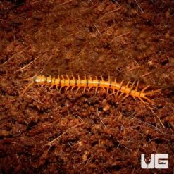 Baby Solomon Island Centipede