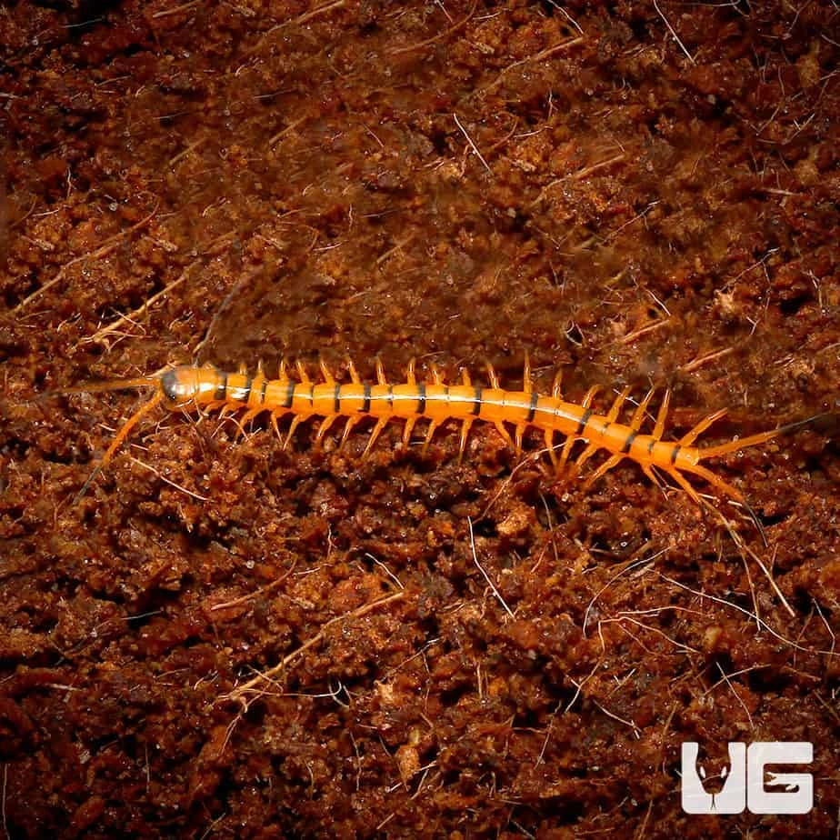Baby Solomon Island Centipede