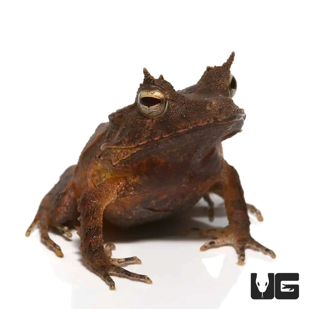 Baby Solomon Island Eyelash Frog