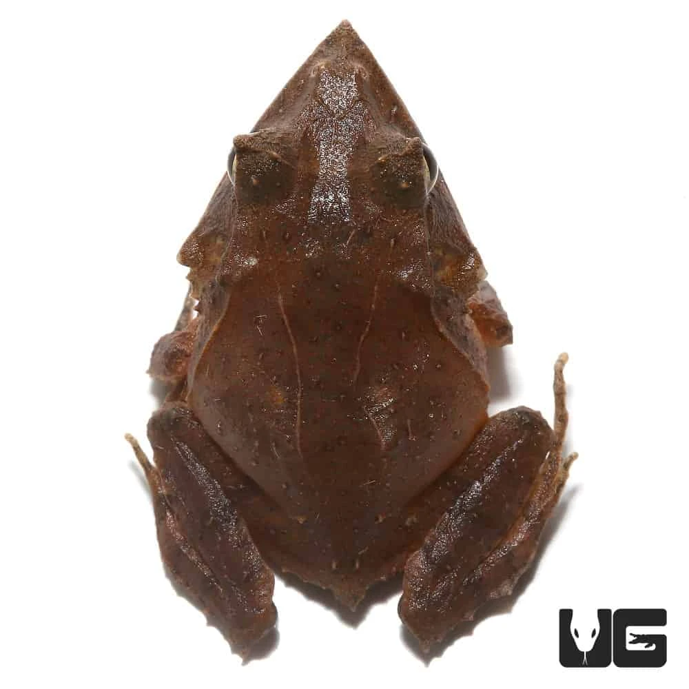 Baby Solomon Island Eyelash Frog - Image 2