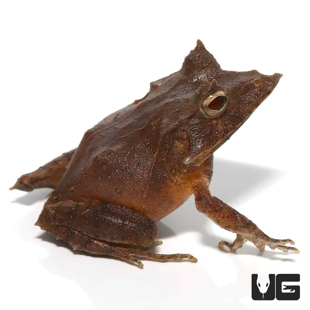 Baby Solomon Island Eyelash Frog - Image 3