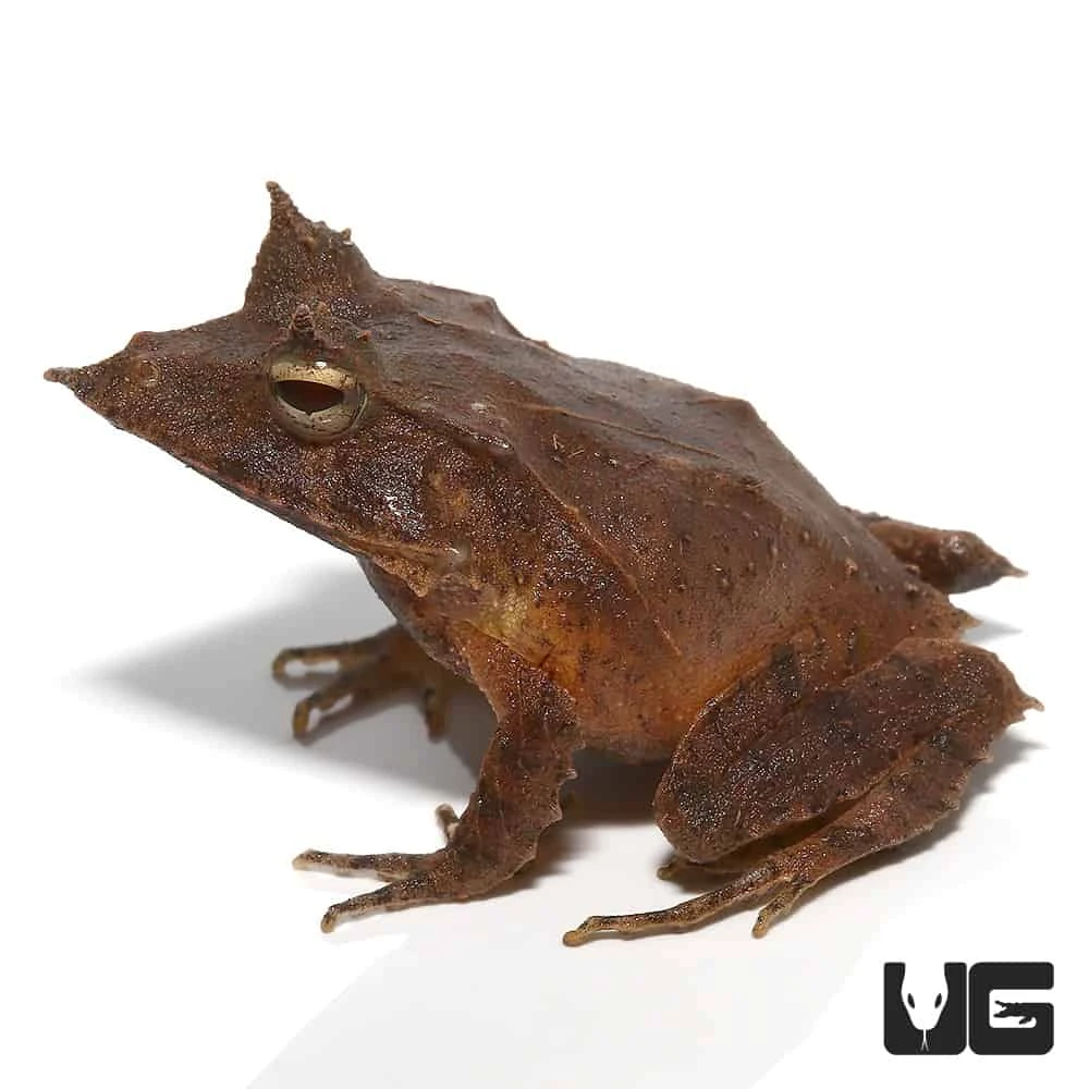 Baby Solomon Island Eyelash Frog - Image 4