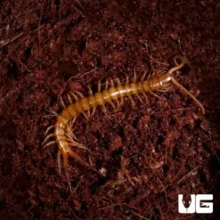 Baby Solomon Island Giant Green Centipede