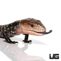 Baby Sorong Blue Tongue Skink