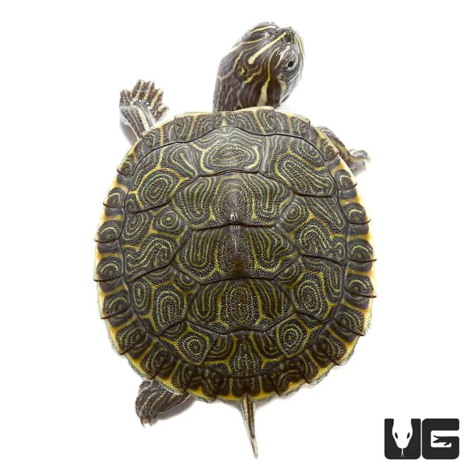 Baby Southern River Cooter Turtle - Image 2