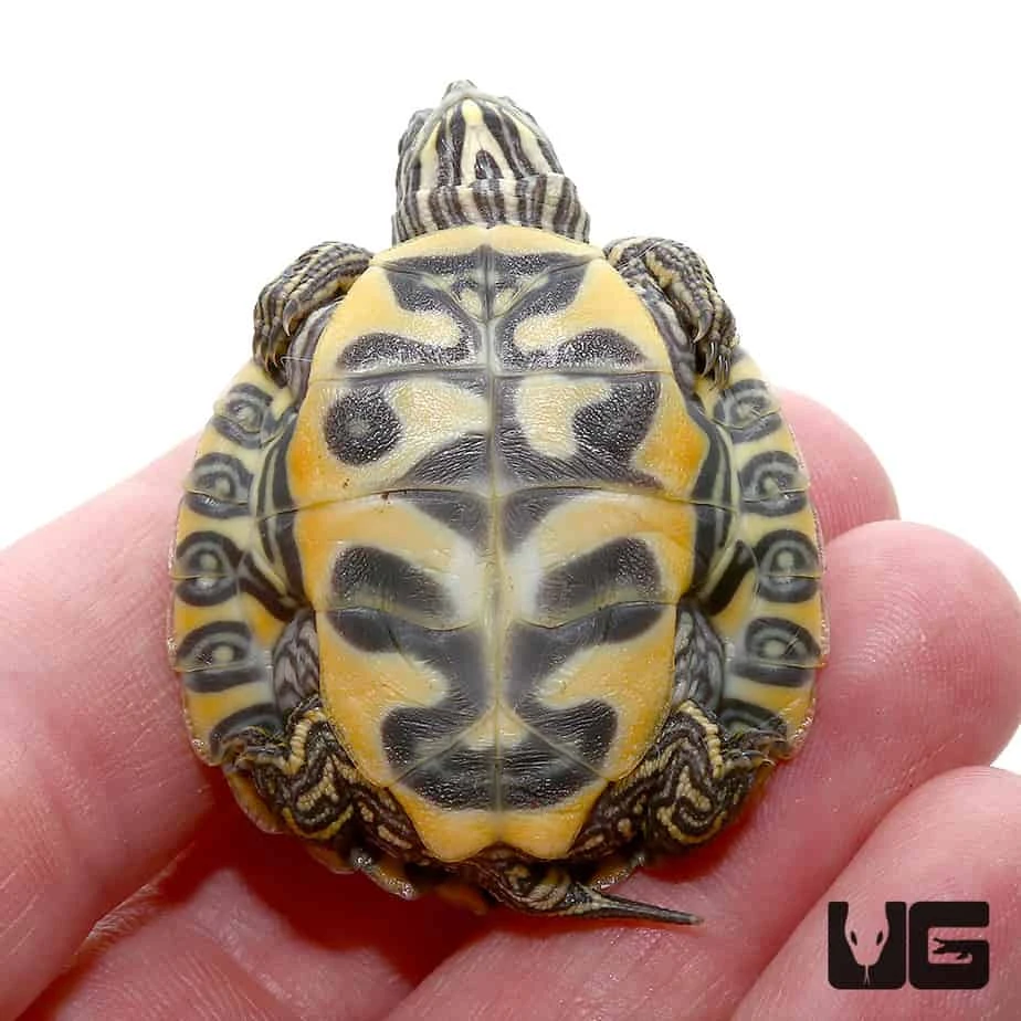 Baby Southern River Cooter Turtle - Image 3