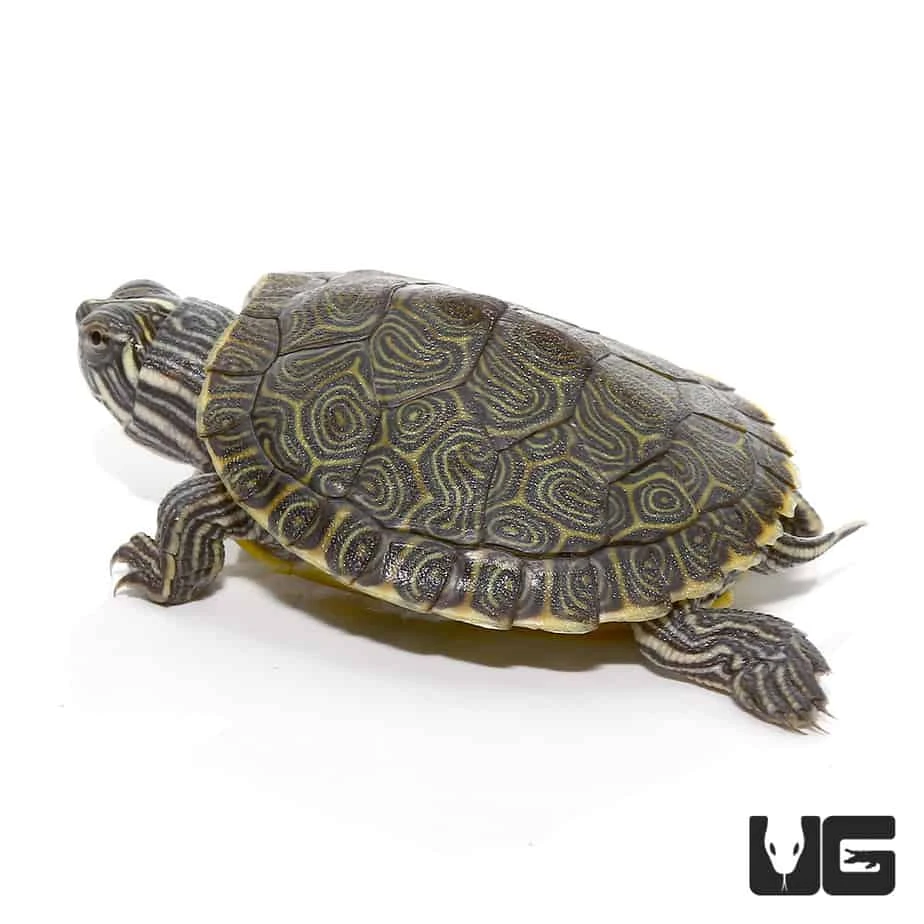 Baby Southern River Cooter Turtle - Image 4