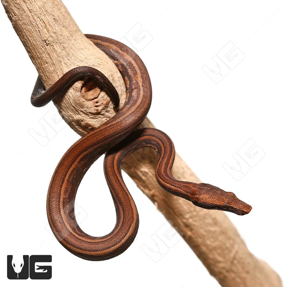 C.B. Baby Striped Indonesian Tree Boa