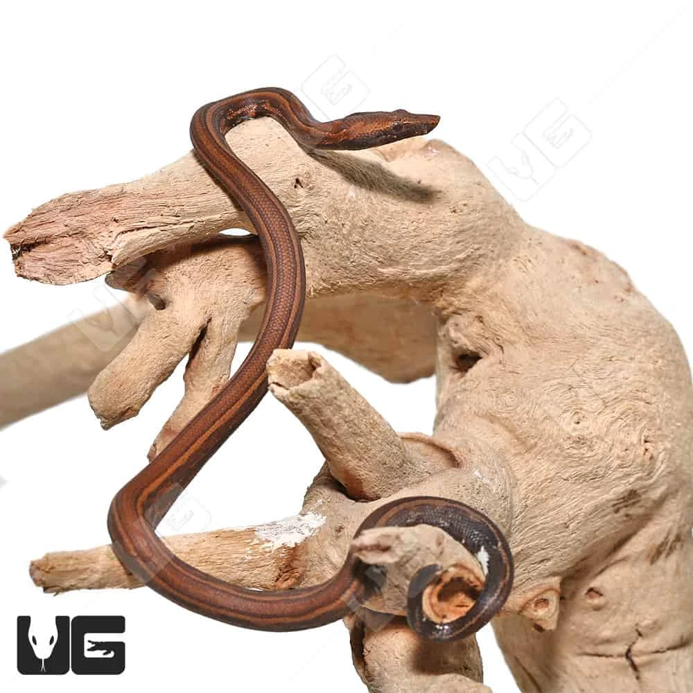 C.B. Baby Striped Indonesian Tree Boa - Image 4