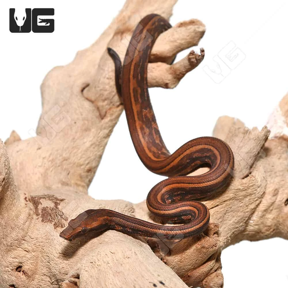 C.B. Baby Striped Indonesian Tree Boa - Image 2