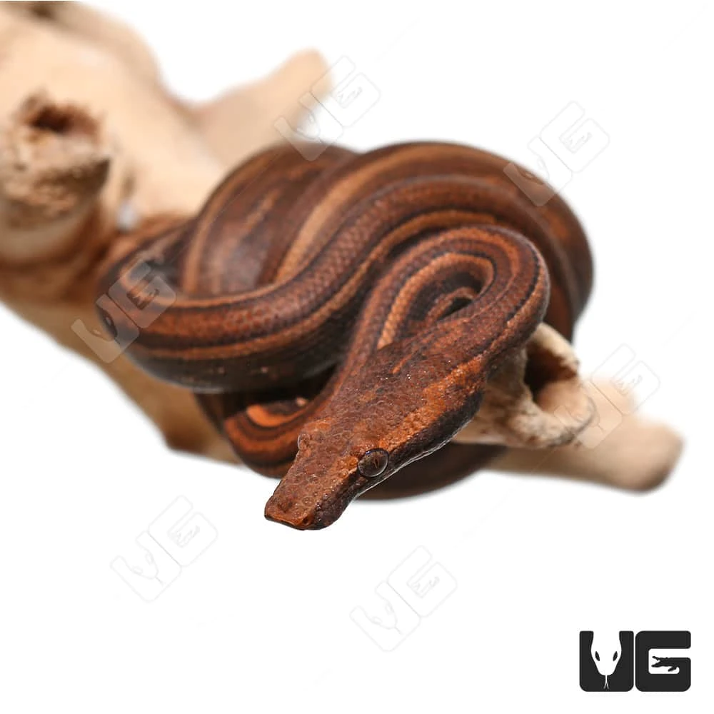 C.B. Baby Striped Indonesian Tree Boa - Image 3