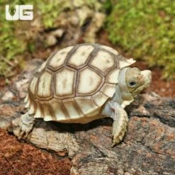 Baby Sulcata Tortoise