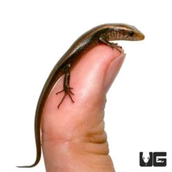 Baby Sun Skink
