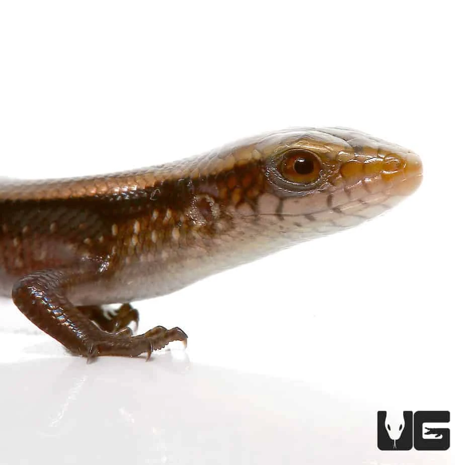 Baby Sun Skink - Image 2
