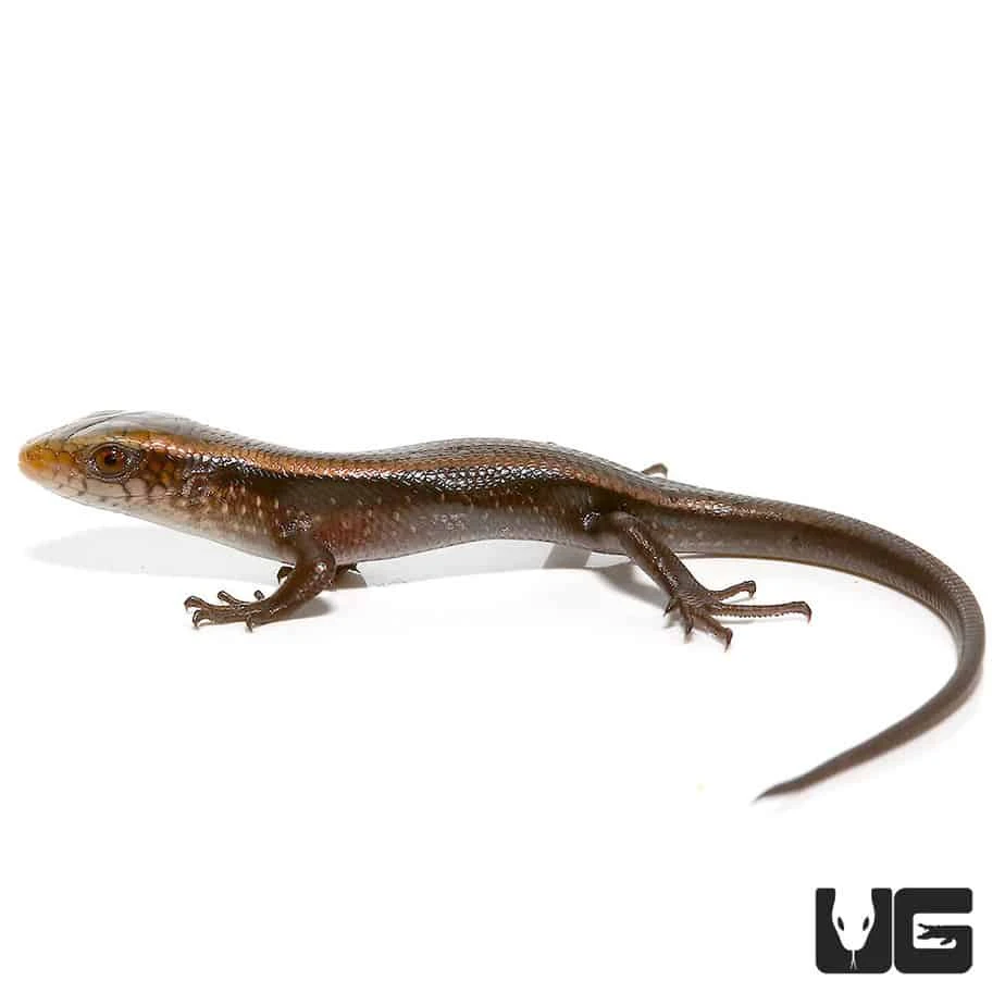 Baby Sun Skink - Image 3