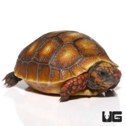 Baby Sunburst Redfoot Tortoise