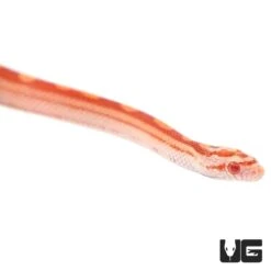 Baby Sunglow Motley Cornsnake