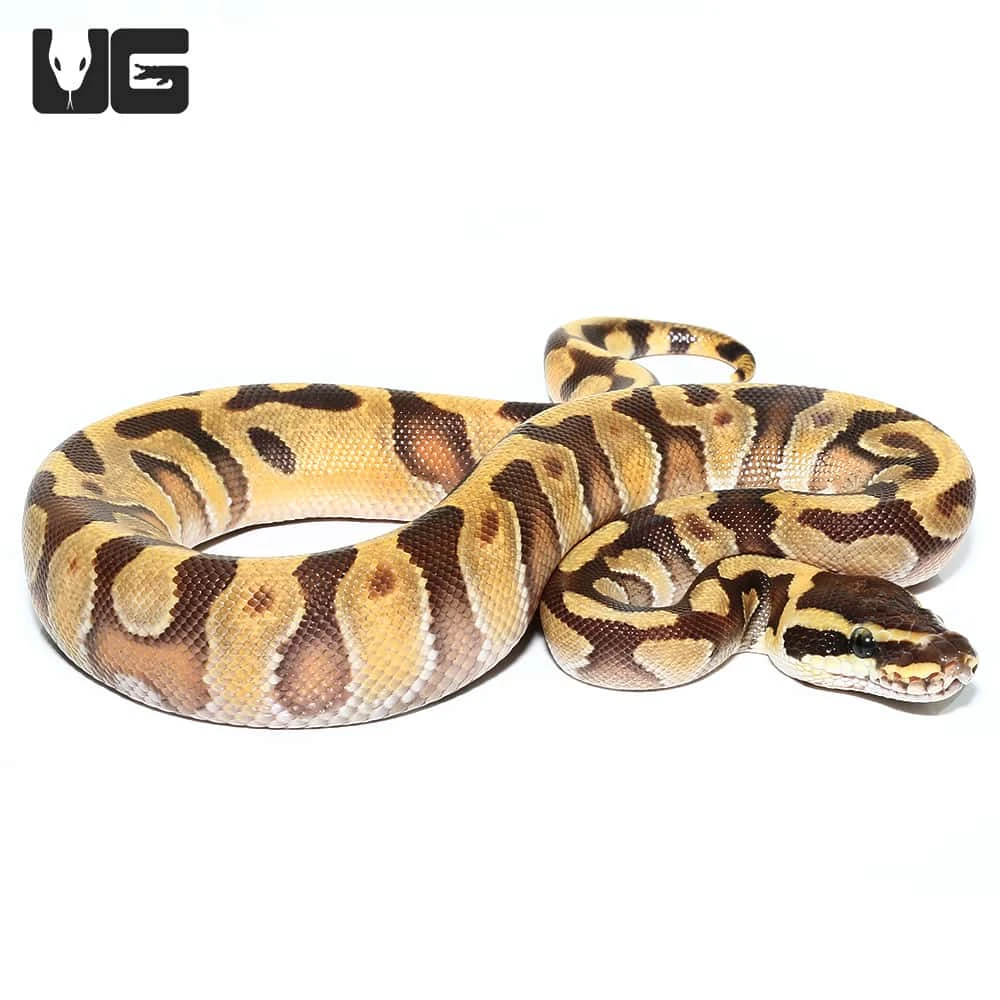 Baby Super Enchi Phantom Ball Python - Image 2