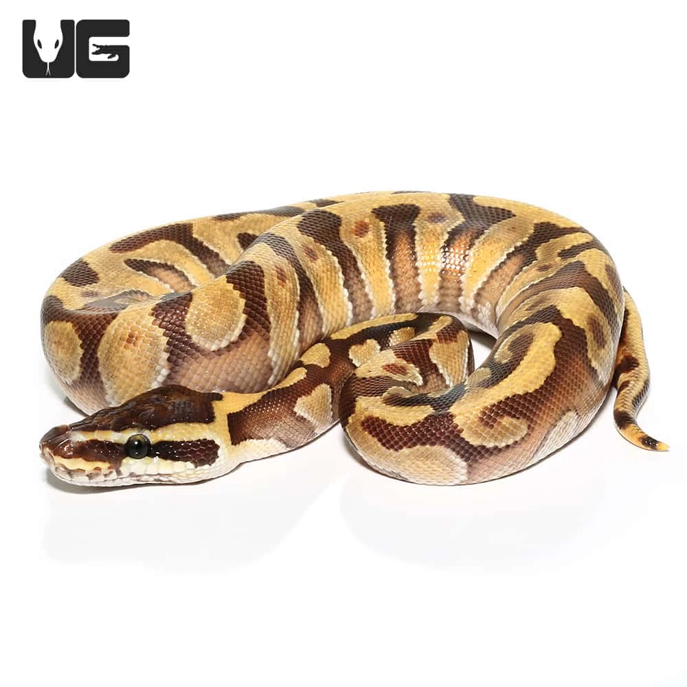 Baby Super Enchi Phantom Ball Python - Image 4