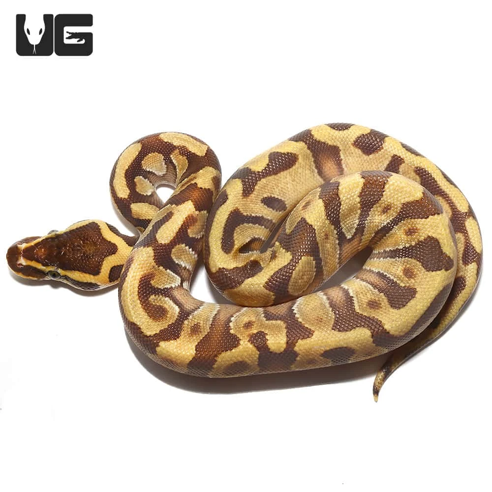 Baby Super Enchi Phantom Ball Python