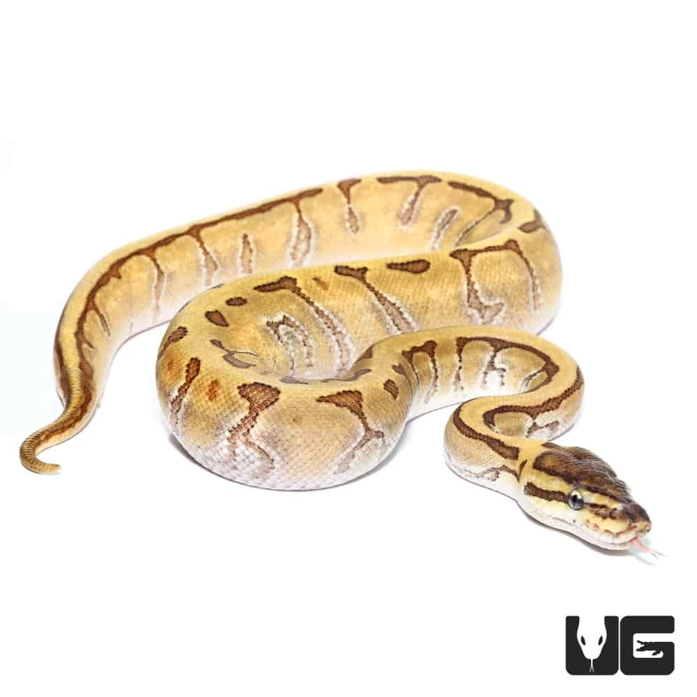 Female Baby Super Enchi Phantom Pinstripe Ball Python - Image 3