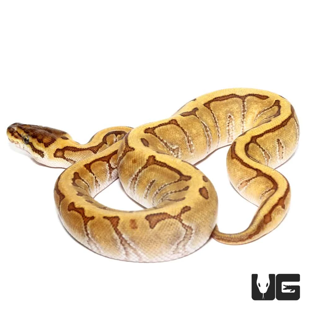 Female Baby Super Enchi Phantom Pinstripe Ball Python - Image 2