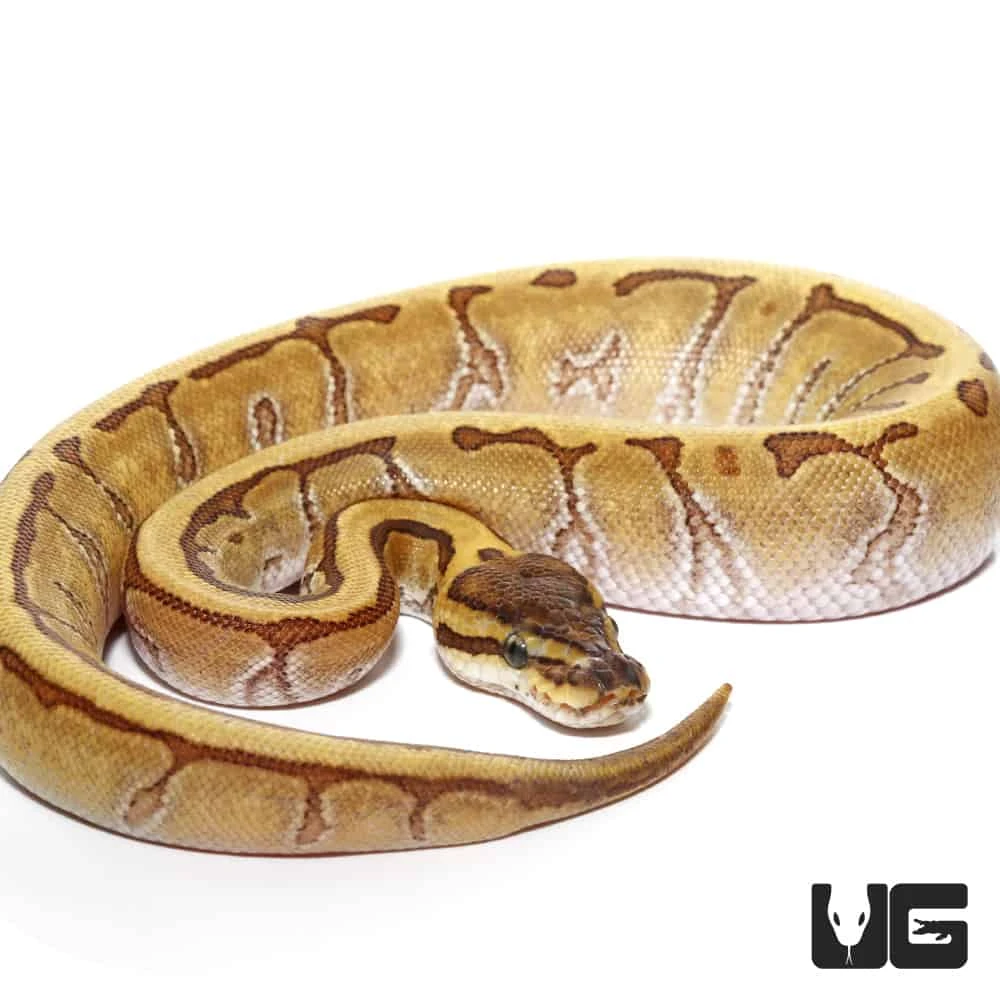 Female Baby Super Enchi Phantom Pinstripe Ball Python - Image 4