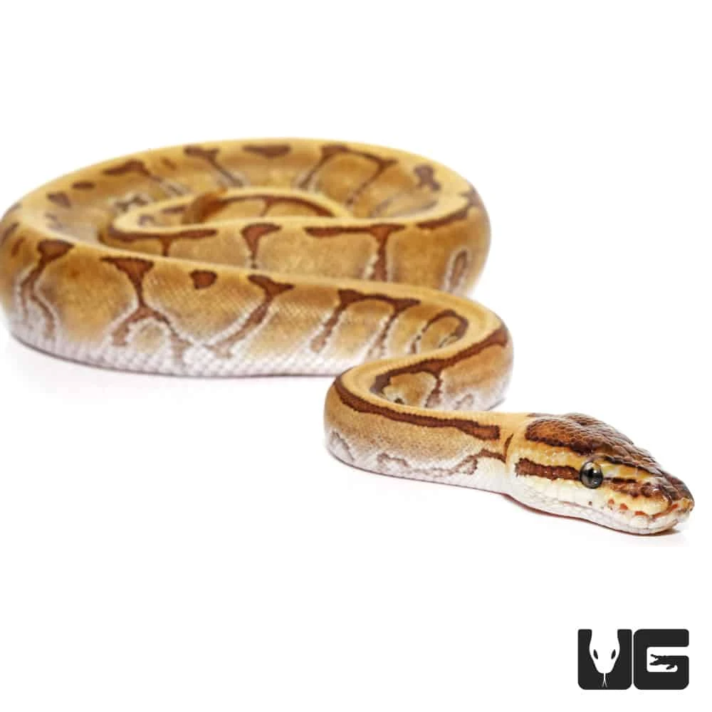 Female Baby Super Enchi Phantom Pinstripe Ball Python