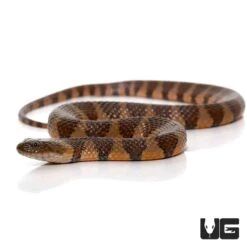 Baby Suriname Brown Banded Water Snake