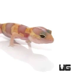 Baby Tangerine Albino Striped Fat Tail Gecko