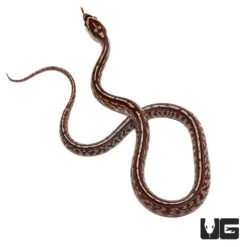 Baby Tessera Het Anery Cornsnake