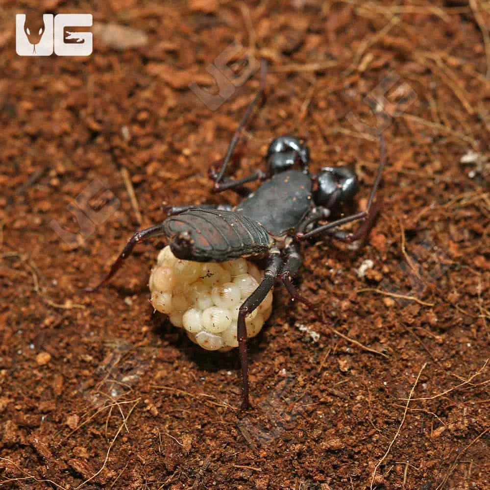 Baby Thai Vinegaroon - Image 3