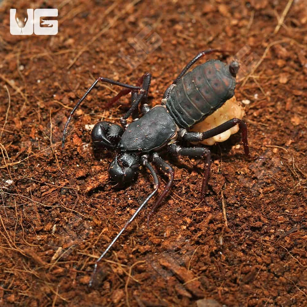 Baby Thai Vinegaroon - Image 4