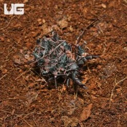 Baby Thai Vinegaroon