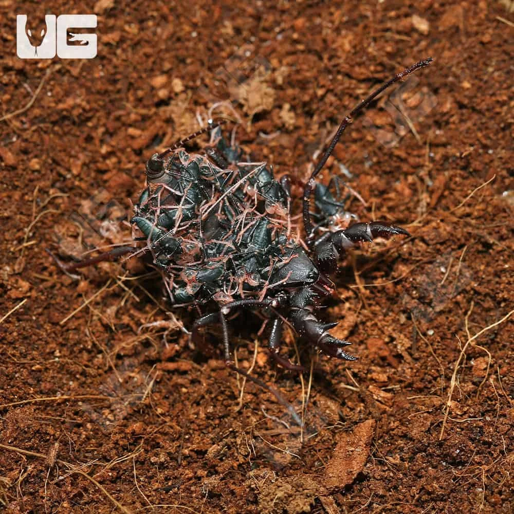 Baby Thai Vinegaroon