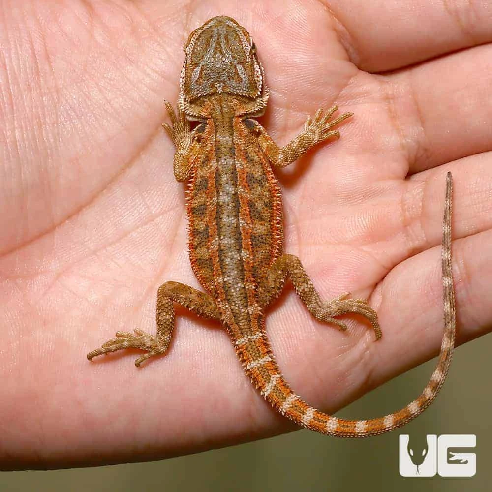 Baby Toasted Chestnut Bearded Dragon