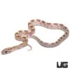 C.B. Baby Topaz Cornsnake