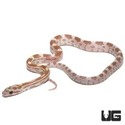 C.B. Baby Topaz Cornsnake