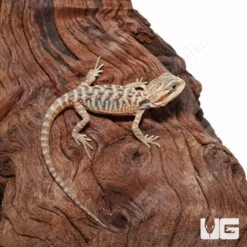 Translucent Leatherback Bearded Dragon