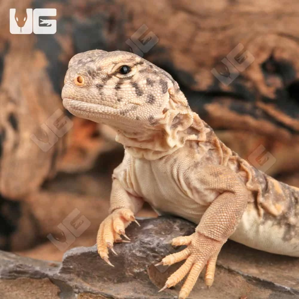 Baby Giant Saudi Arabian Uromastyx - Image 2