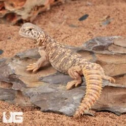 Baby Giant Saudi Arabian Uromastyx
